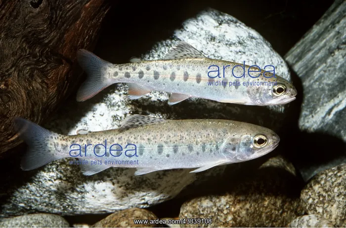 : STEELHEAD / Sea-Run Rainbow Trout - pair by rocks : STEELHEAD / Sea-Run Rainbow Trout - pair by rocks
