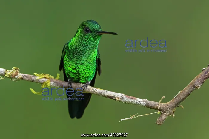 : Steely-vented Hummingbird, Las Tangaras Bird Reserve : Steely-vented Hummingbird, Las Tangaras Bird Reserve