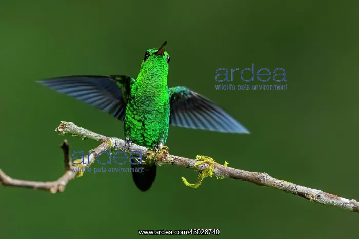: Steely-vented Hummingbird, Las Tangaras Bird Reserve : Steely-vented Hummingbird, Las Tangaras Bird Reserve