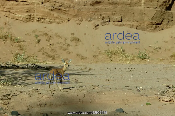 : Steenbok (Raphicerus campestris ). Namibia, Africa : Steenbok (Raphicerus campestris ). Namibia, Africa