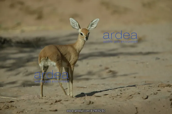 : Steenbok (Raphicerus campestris ). Namibia, Africa : Steenbok (Raphicerus campestris ). Namibia, Africa