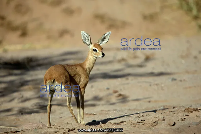 : Steenbok (Raphicerus campestris ). Namibia, Africa : Steenbok (Raphicerus campestris ). Namibia, Africa