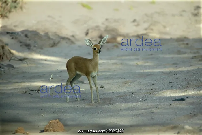: Steenbok (Raphicerus campestris ). Namibia, Africa : Steenbok (Raphicerus campestris ). Namibia, Africa