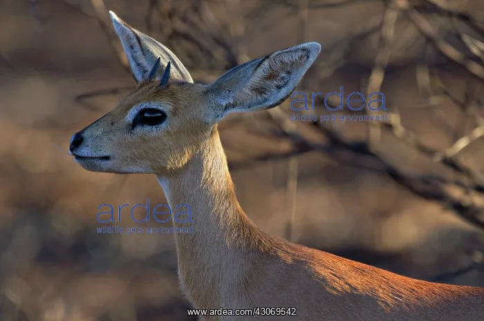 : Steenbok. Portrait of Steenbok (Raphicerus campestris) : Steenbok. Portrait of Steenbok (Raphicerus campestris)