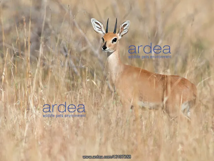 : Steenbok (Raphicerus campestris) standing in high grass : Steenbok (Raphicerus campestris) standing in high grass