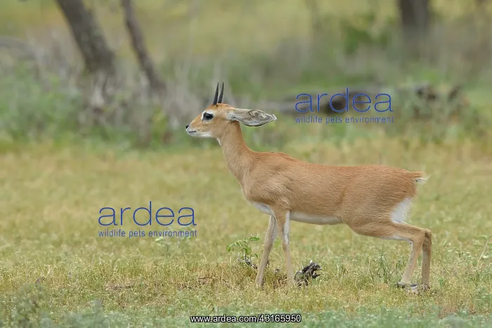 : Steenbok ram (Raphicerus campestris) in an alert pose : Steenbok ram (Raphicerus campestris) in an alert pose