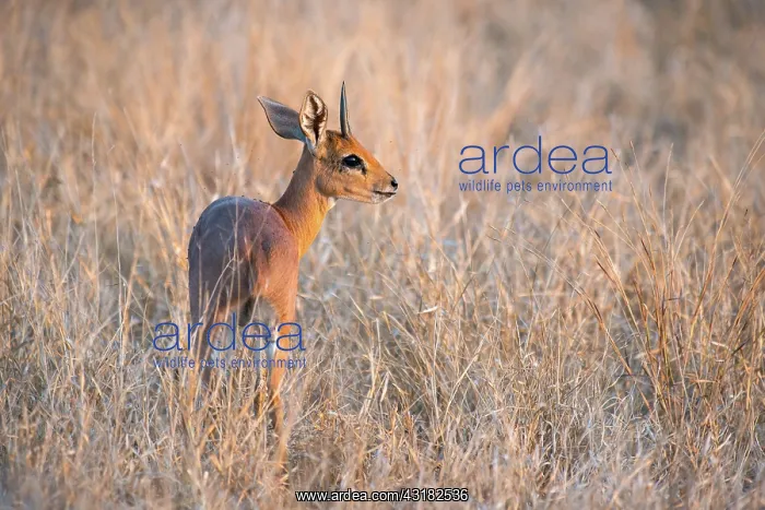 : Steenbok (Raphicerus campestris) feeding in grassland in afternoon light : Steenbok (Raphicerus campestris) feeding in grassland in afternoon light