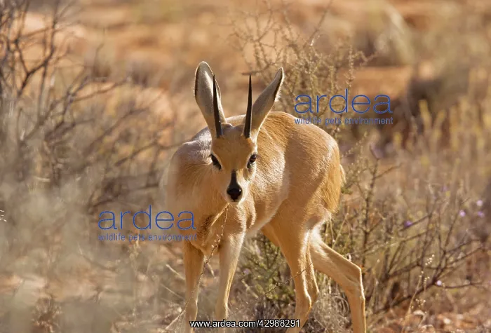 : Steenbok - in dry grassland. Kalahari Desert : Steenbok - in dry grassland. Kalahari Desert