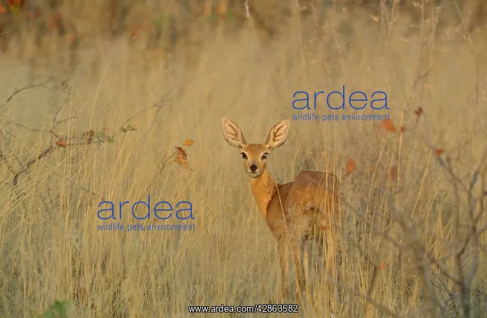 : Steenbok - female in the evening : Steenbok - female in the evening