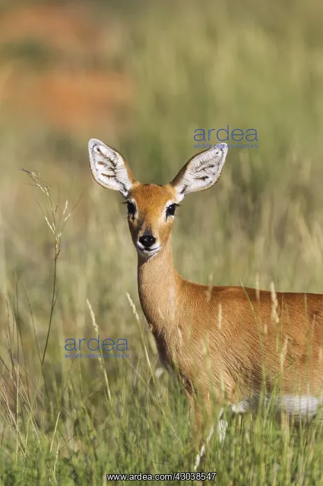 : Steenbok - female - Kalahari Desert, Kgalagadi Transfrontier : Steenbok - female - Kalahari Desert, Kgalagadi Transfrontier