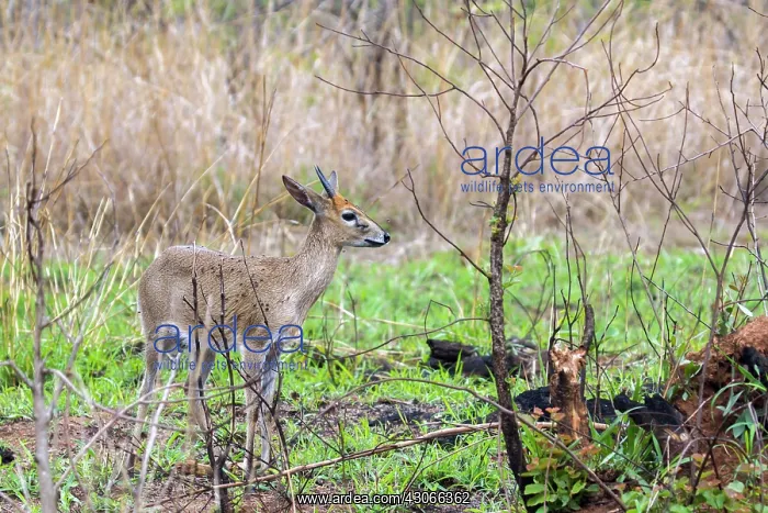 : Steenbok in Kruger National park, South Africa : Steenbok in Kruger National park, South Africa