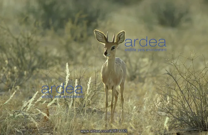 : Steenbok - Male : Steenbok - Male