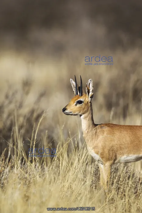 : Steenbok - male - Kalahari Desert, Kgalagadi Transfrontier : Steenbok - male - Kalahari Desert, Kgalagadi Transfrontier