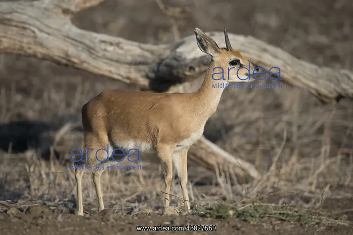 : Steenbok - Male - Kruger National Park, Transvaal : Steenbok - Male - Kruger National Park, Transvaal