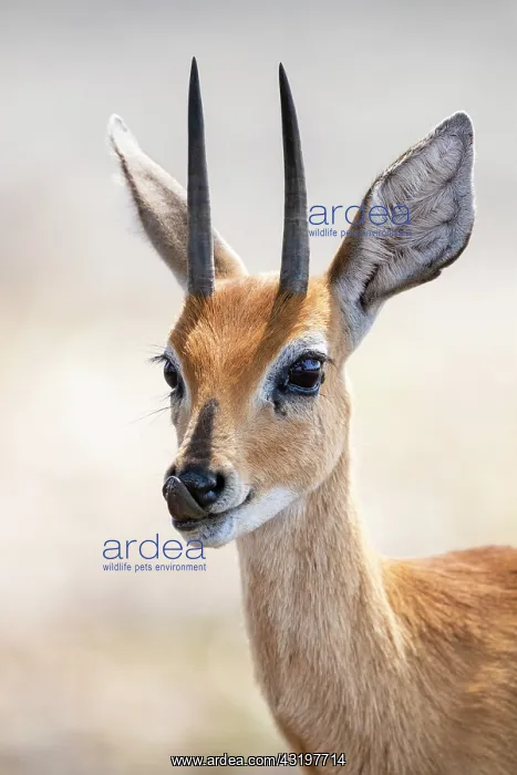 : Steenbok (Raphicerus campestris), adult male close-up : Steenbok (Raphicerus campestris), adult male close-up