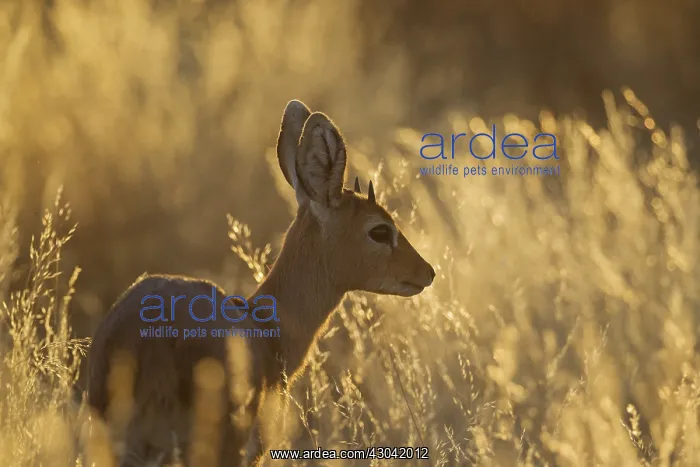 : Steenbok - young male in the late evening - Kalahari : Steenbok - young male in the late evening - Kalahari