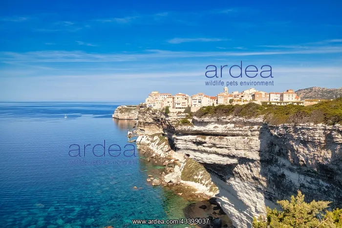 : Steep coast of Bonifacio with old town on a limestone : Steep coast of Bonifacio with old town on a limestone