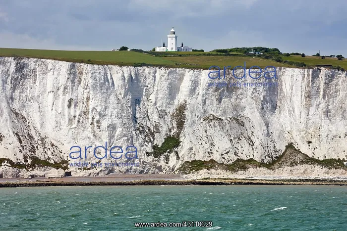 : Steep coast with lighthouse, chalk coast, Dover : Steep coast with lighthouse, chalk coast, Dover