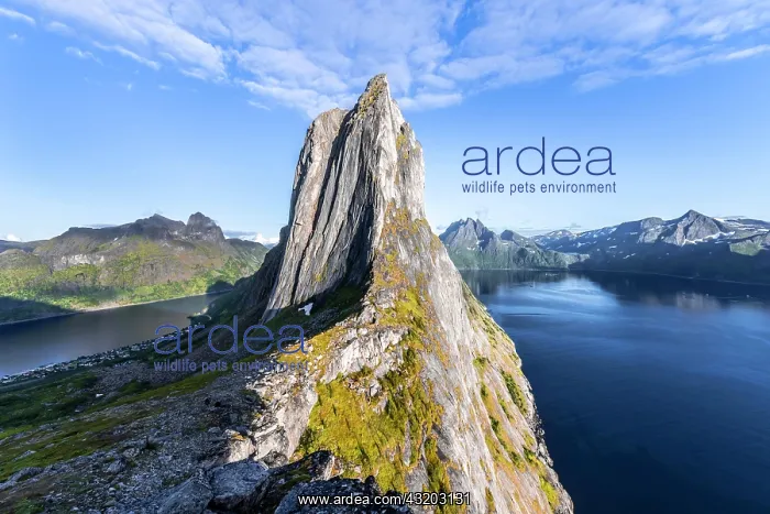 : Steep mountain Segla, fjord Mefjorden with mountains : Steep mountain Segla, fjord Mefjorden with mountains