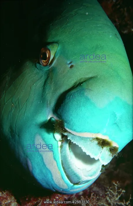 : Steephead Parrot Fish - male : Steephead Parrot Fish - male