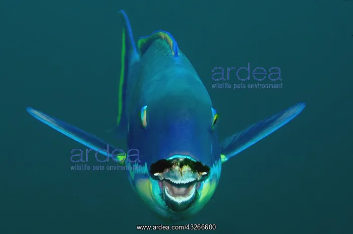  : Steephead Parrotfish - Blue Magic dive site, Mioskon