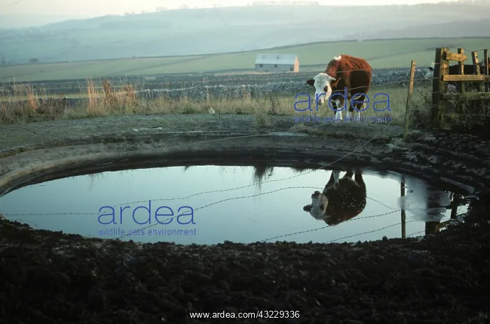  : Steer standing by dewpond, Derbyshire, UK