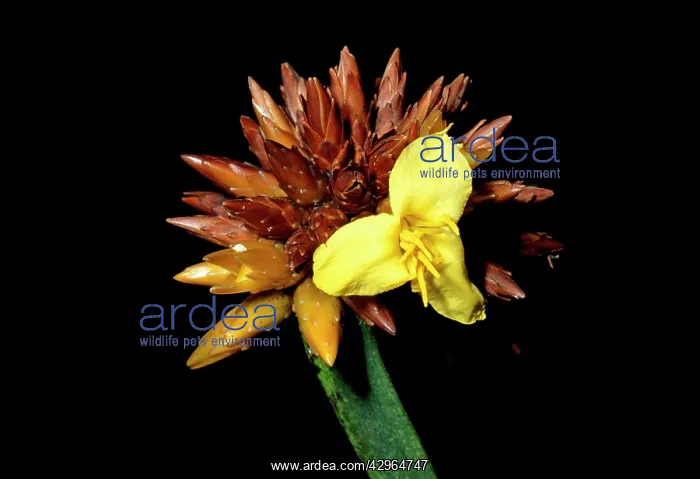 : Stegolepis guianensis, Summit of Mount Roraima : Stegolepis guianensis, Summit of Mount Roraima