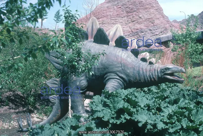 : Stegosaurus : Stegosaurus