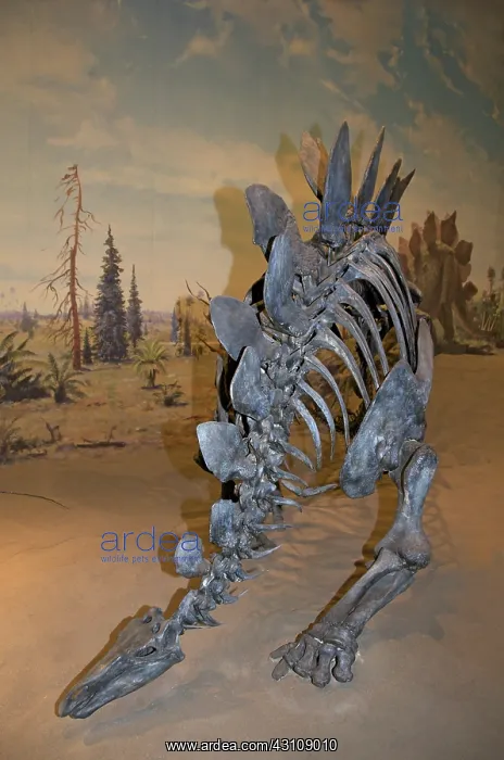 : Stegosaurus armatus : Stegosaurus armatus