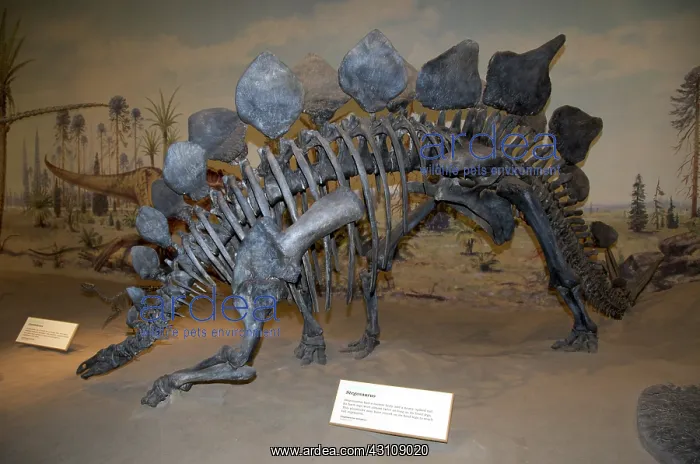 : Stegosaurus armatus : Stegosaurus armatus