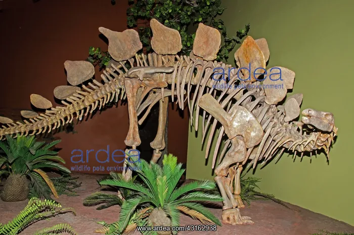: Stegosaurus Dinosaur : Stegosaurus Dinosaur