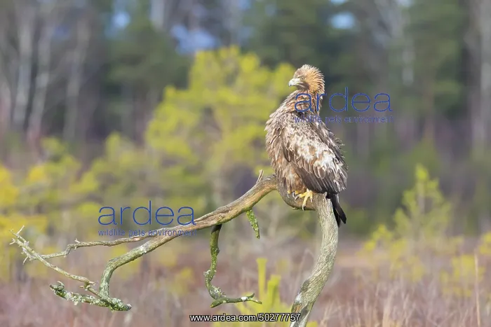 : Steinadler : Steinadler