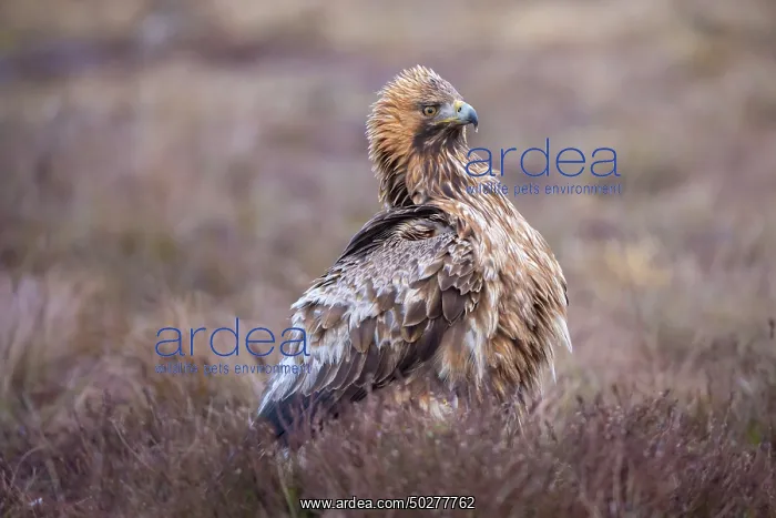 : Steinadler : Steinadler