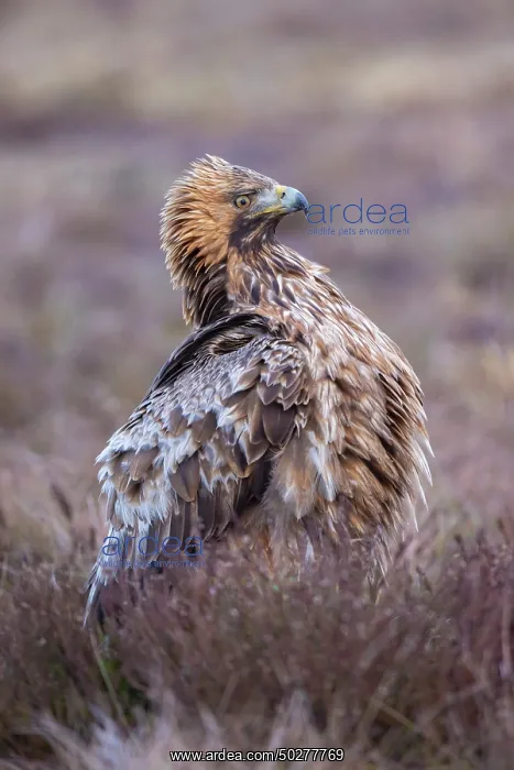 : Steinadler : Steinadler
