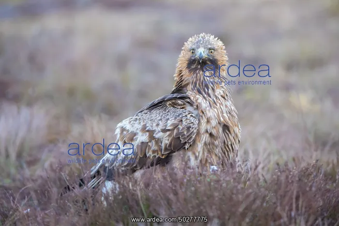 : Steinadler : Steinadler