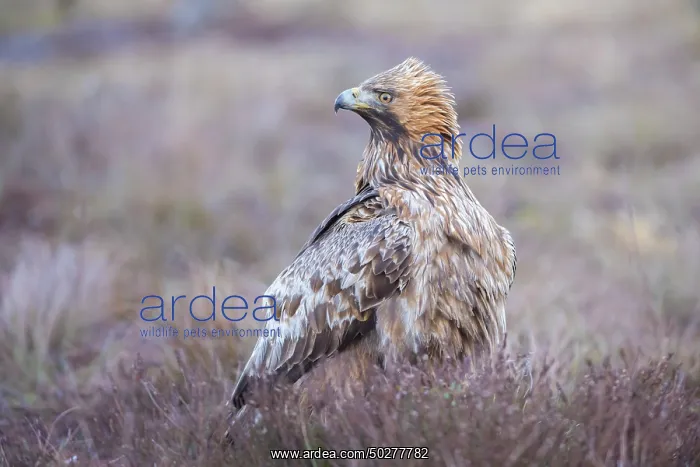 : Steinadler : Steinadler