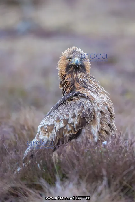 : Steinadler : Steinadler