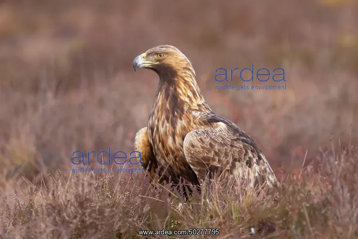 : Steinadler : Steinadler