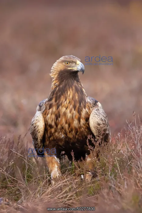 : Steinadler : Steinadler