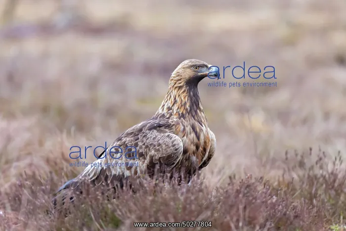 : Steinadler : Steinadler