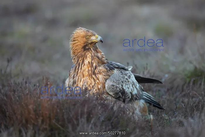 : Steinadler : Steinadler