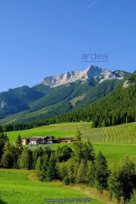 : Steinberg am Rofan, Guffert at the back, Tyrol : Steinberg am Rofan, Guffert at the back, Tyrol