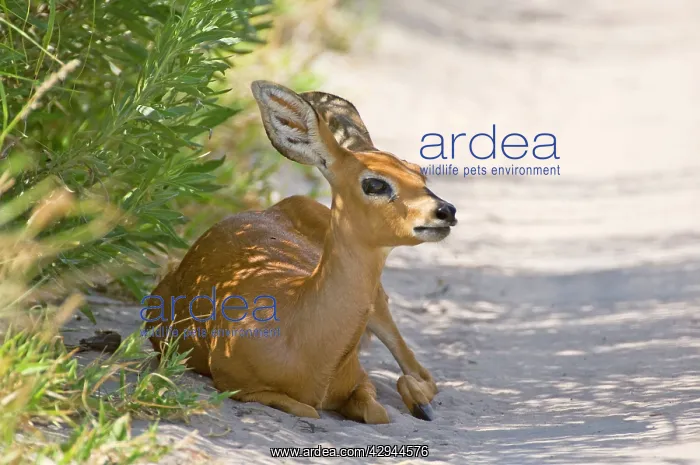 : Steinbuck / Steinbok / Steenbok - resting in shade : Steinbuck / Steinbok / Steenbok - resting in shade