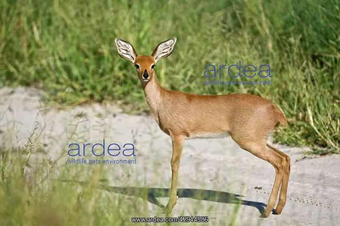 : Steinbuck / Steinbok / Steenbok - side view standing : Steinbuck / Steinbok / Steenbok - side view standing