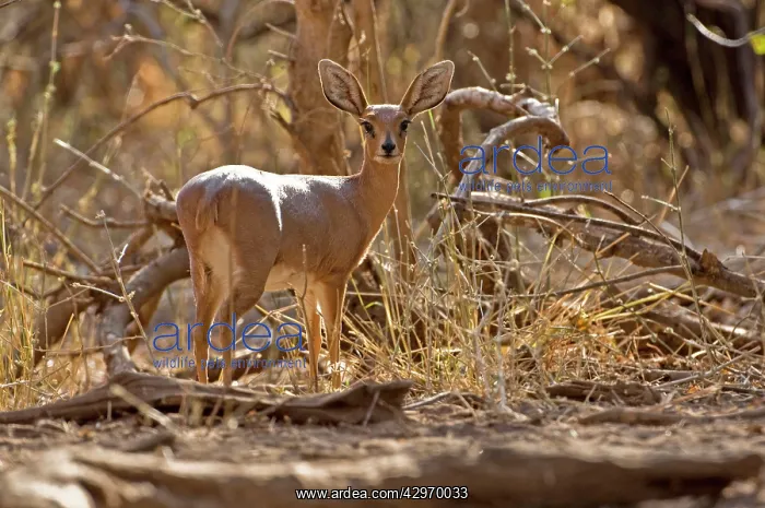 : Steinbuck - back view looking over its shoulder : Steinbuck - back view looking over its shoulder