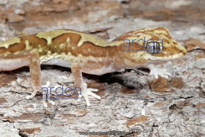 : Steindachner's Gecko : Steindachner's Gecko