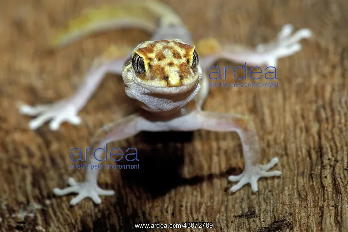: Steindachner's Gecko : Steindachner's Gecko