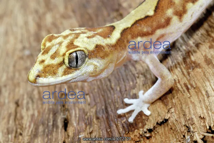 : Steindachner's Gecko : Steindachner's Gecko