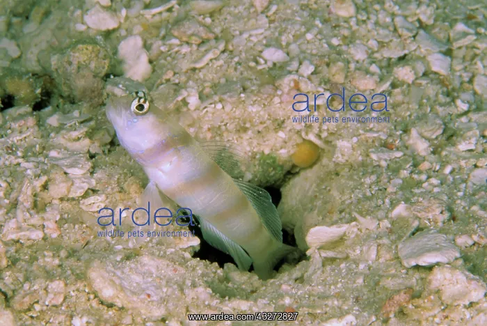 : Steinitz shrimp goby, or amblyeleotris steinitzi : Steinitz shrimp goby, or amblyeleotris steinitzi