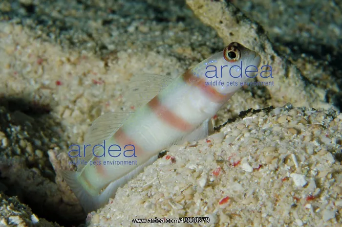 : Steinitz Shrimpgoby by hole Sebayor Kecil dive : Steinitz Shrimpgoby by hole Sebayor Kecil dive